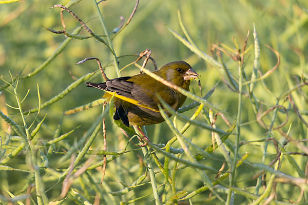 Grünfink (Carduelis chloris)