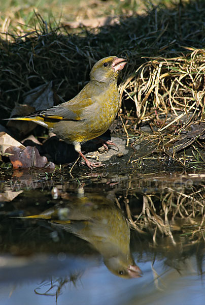 Grünfink (Carduelis chloris)