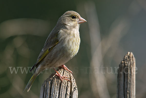 Grünfink (Carduelis chloris)