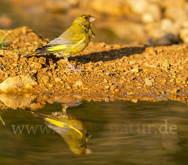 Grünfink (Carduelis chloris)