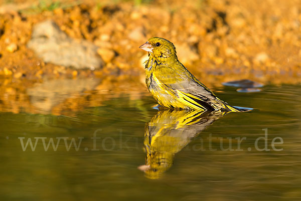 Grünfink (Carduelis chloris)