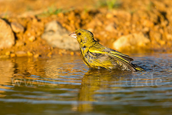 Grünfink (Carduelis chloris)