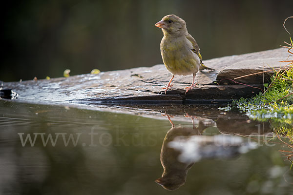 Grünfink (Carduelis chloris)