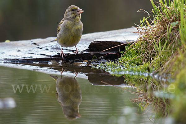 Grünfink (Carduelis chloris)