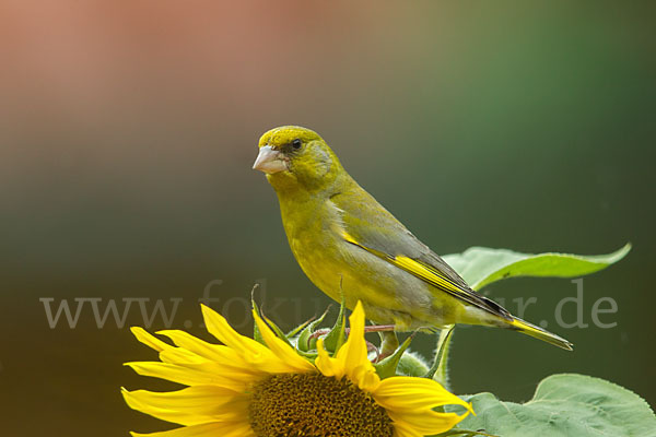 Grünfink (Carduelis chloris)