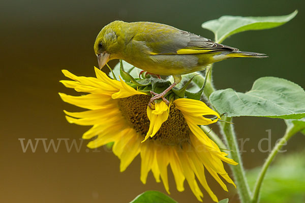 Grünfink (Carduelis chloris)