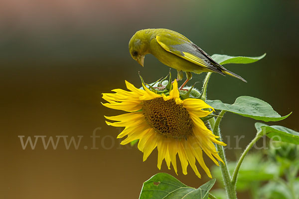 Grünfink (Carduelis chloris)