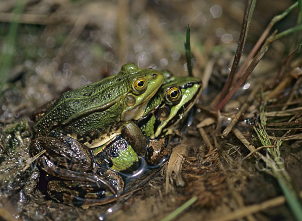 Grünfrosch (Pelophylax spec.)