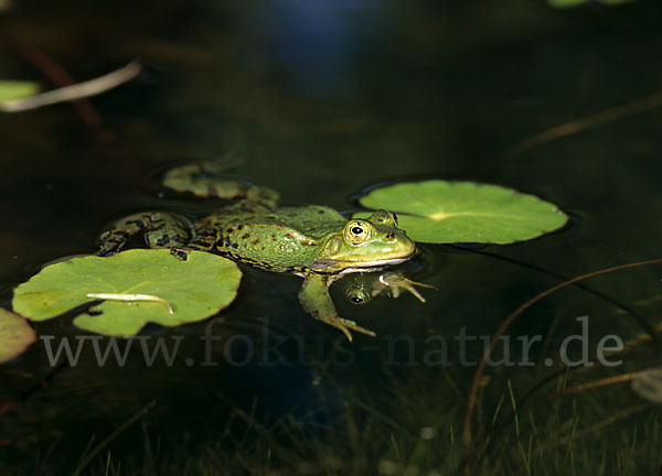 Grünfrosch (Pelophylax spec.)