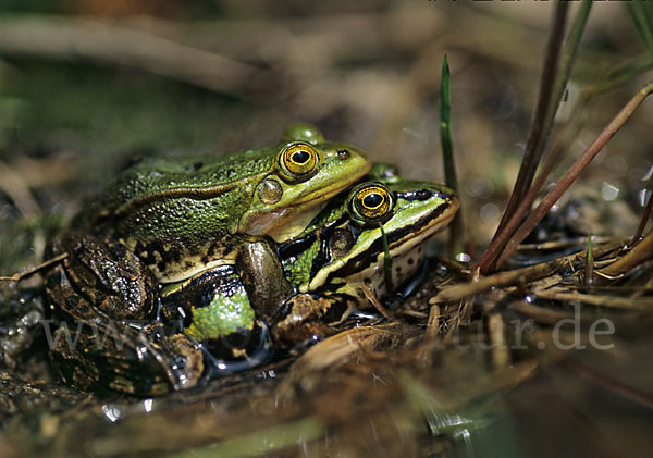 Grünfrosch (Pelophylax spec.)