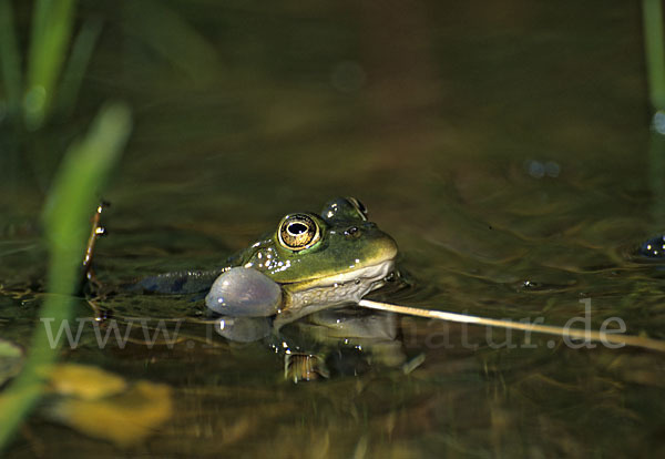 Grünfrosch (Pelophylax spec.)