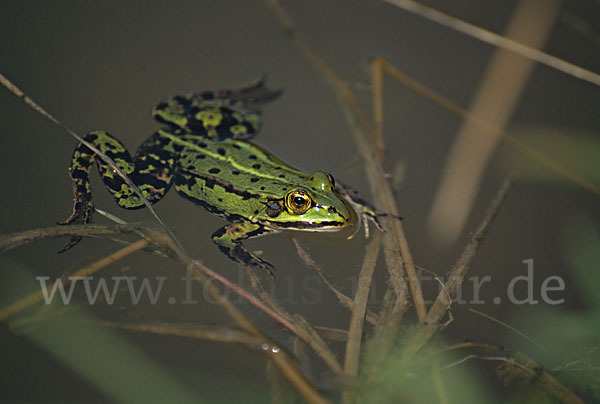 Grünfrosch (Pelophylax spec.)