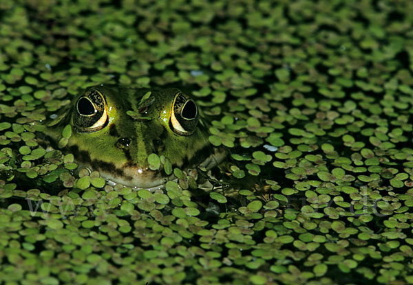 Grünfrosch (Pelophylax spec.)