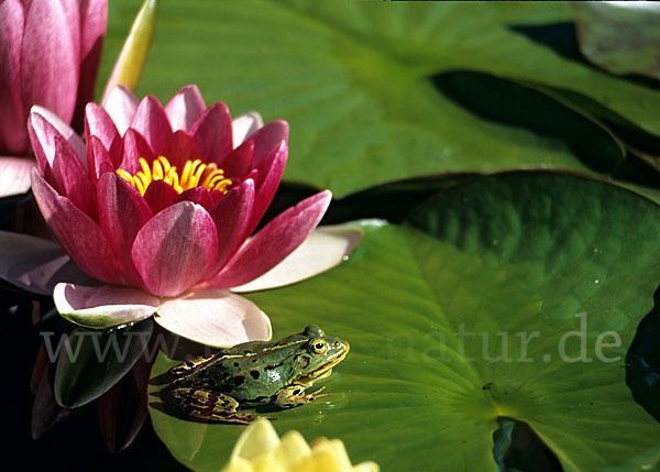 Grünfrosch (Pelophylax spec.)