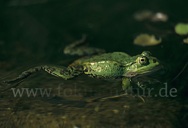 Grünfrosch (Pelophylax spec.)