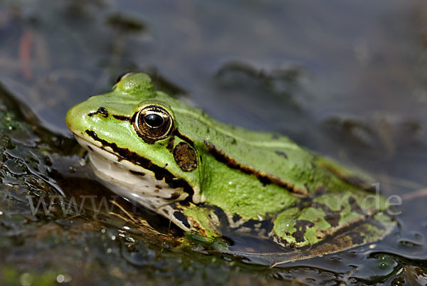 Grünfrosch (Pelophylax spec.)