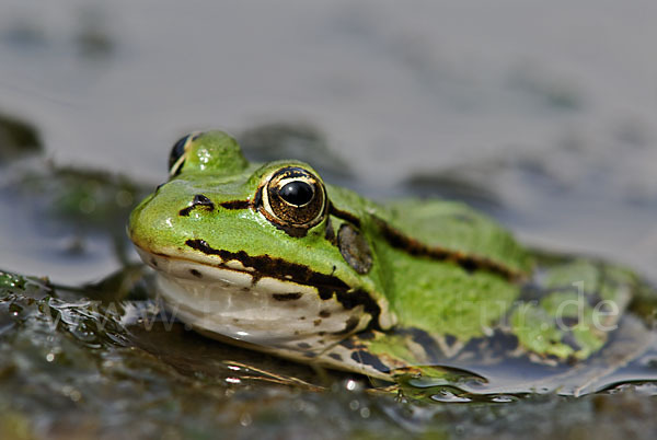 Grünfrosch (Pelophylax spec.)