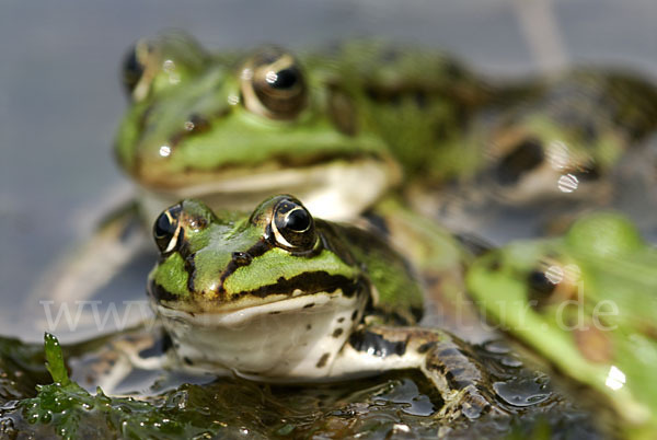 Grünfrosch (Pelophylax spec.)