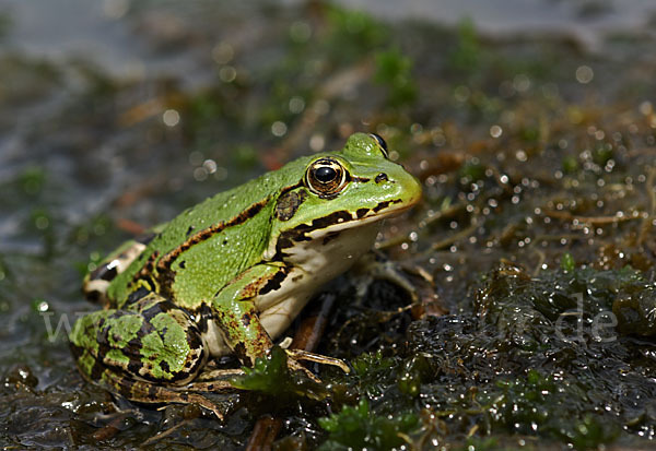 Grünfrosch (Pelophylax spec.)