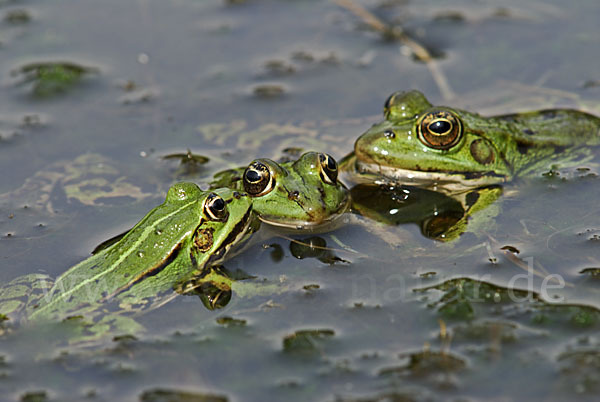 Grünfrosch (Pelophylax spec.)