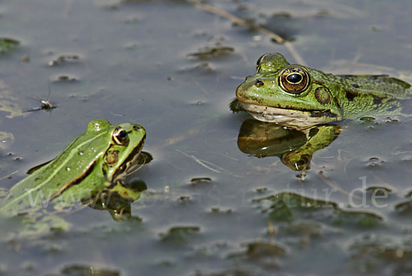 Grünfrosch (Pelophylax spec.)