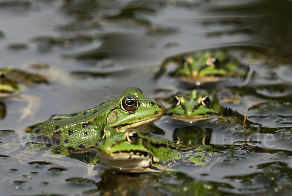 Grünfrosch (Pelophylax spec.)