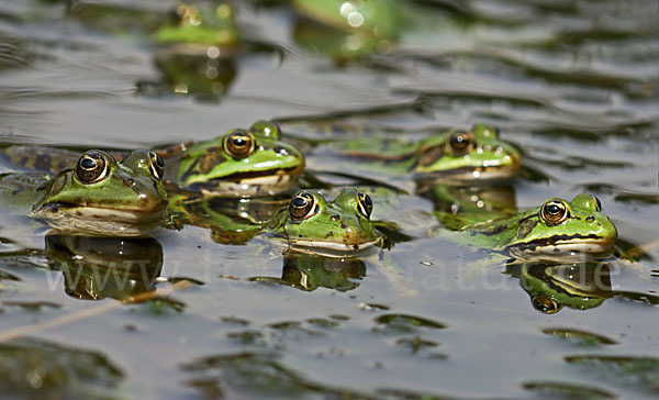 Grünfrosch (Pelophylax spec.)