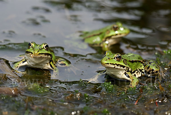 Grünfrosch (Pelophylax spec.)