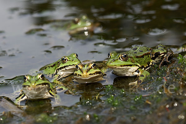 Grünfrosch (Pelophylax spec.)