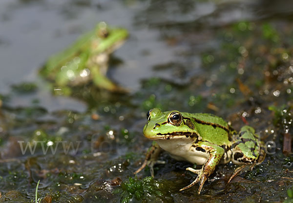 Grünfrosch (Pelophylax spec.)