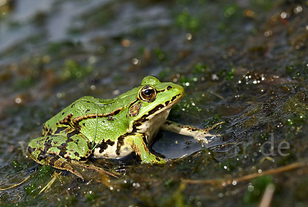 Grünfrosch (Pelophylax spec.)