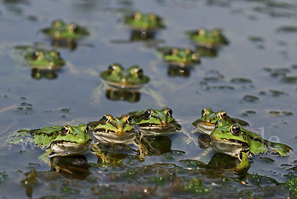 Grünfrosch (Pelophylax spec.)