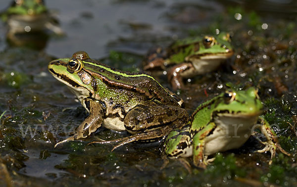 Grünfrosch (Pelophylax spec.)