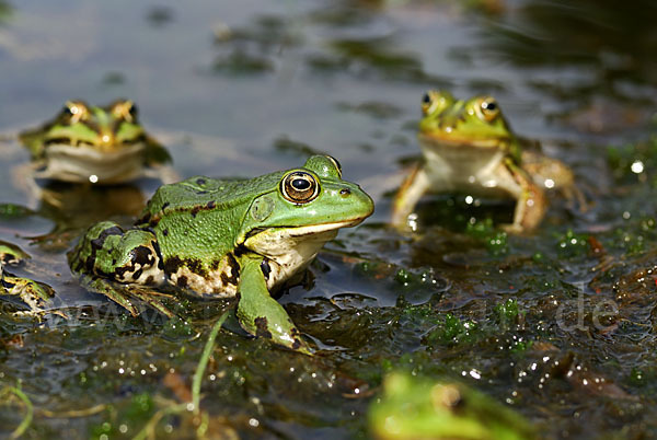 Grünfrosch (Pelophylax spec.)