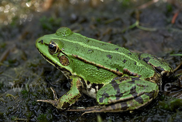 Grünfrosch (Pelophylax spec.)