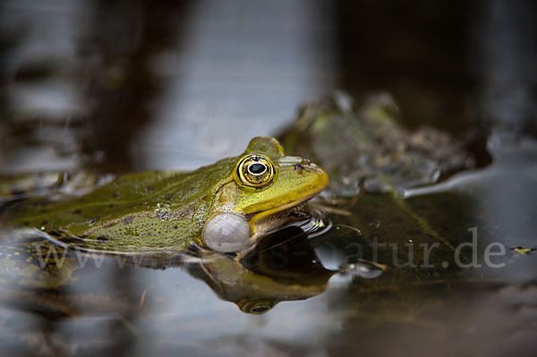 Grünfrosch (Pelophylax spec.)