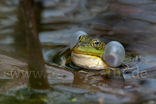 Grünfrosch (Pelophylax spec.)