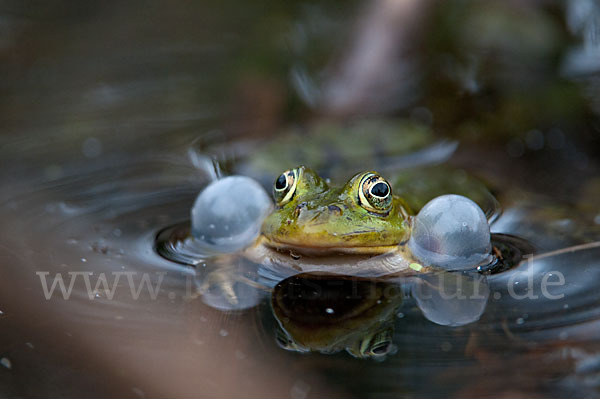 Grünfrosch (Pelophylax spec.)