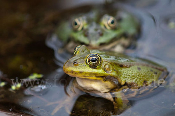 Grünfrosch (Pelophylax spec.)