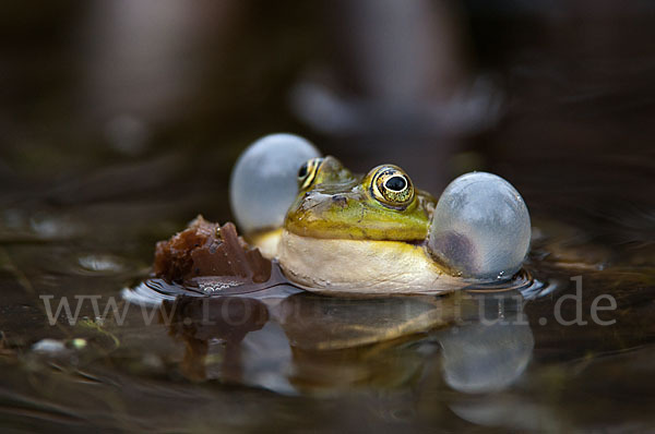 Grünfrosch (Pelophylax spec.)