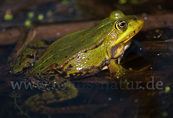 Grünfrosch (Pelophylax spec.)