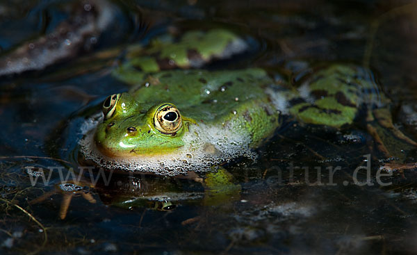 Grünfrosch (Pelophylax spec.)