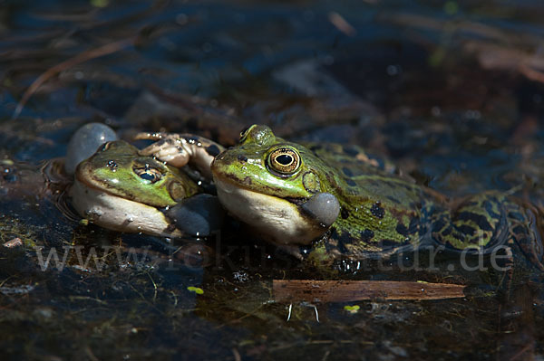 Grünfrosch (Pelophylax spec.)