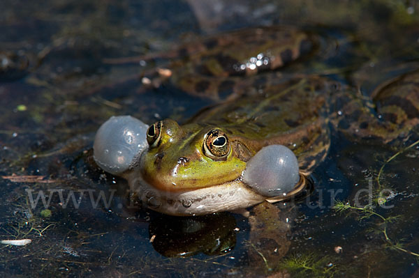 Grünfrosch (Pelophylax spec.)