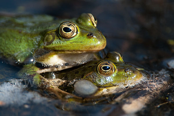 Grünfrosch (Pelophylax spec.)