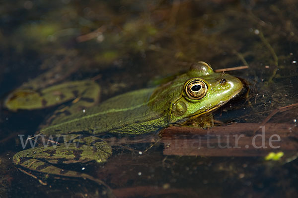 Grünfrosch (Pelophylax spec.)