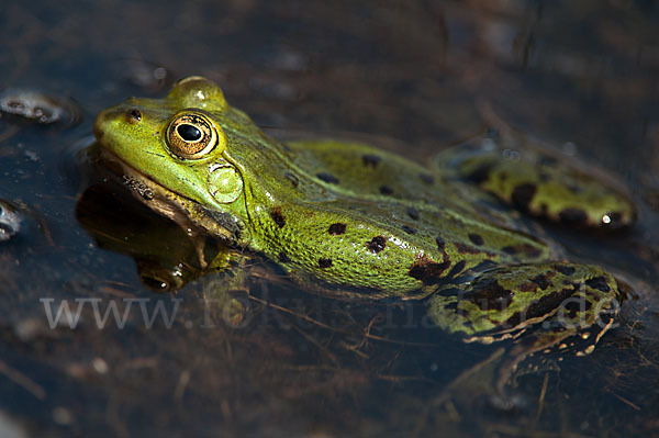 Grünfrosch (Pelophylax spec.)