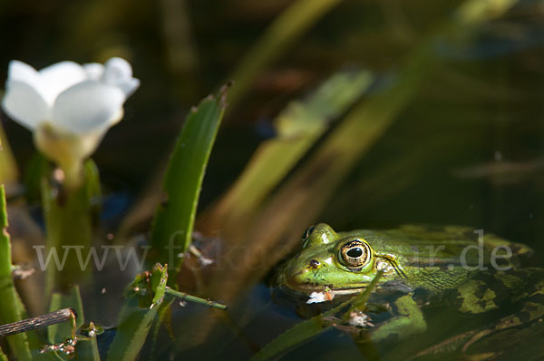 Grünfrosch (Pelophylax spec.)