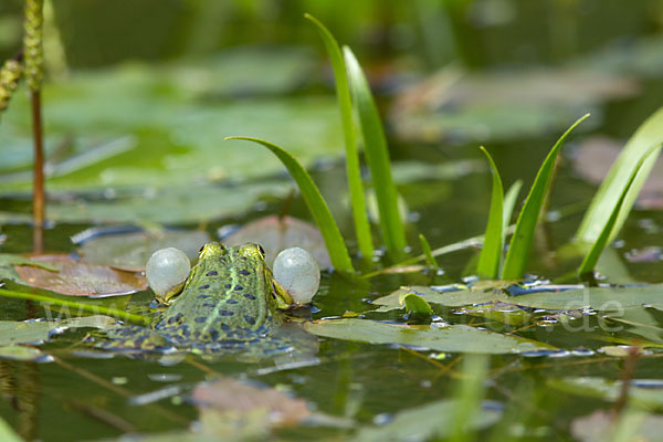 Grünfrosch (Pelophylax spec.)