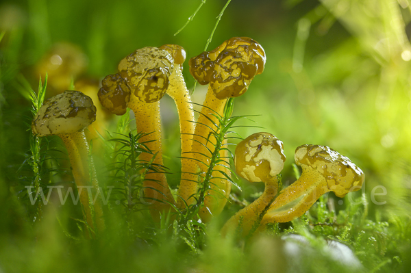 Grüngelbes Gallertkäppchen (Leotia lubrica)